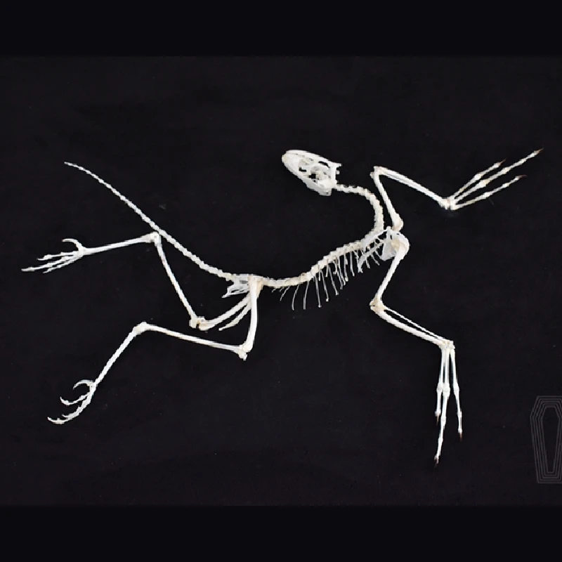 Fossil Replica Display - 2120 Decoração de Parede Artística Fóssil